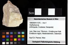 Foto (Objket + Etiketten) von Brachyura indet. 